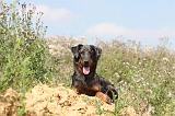 BEAUCERON - PUPPIES 056